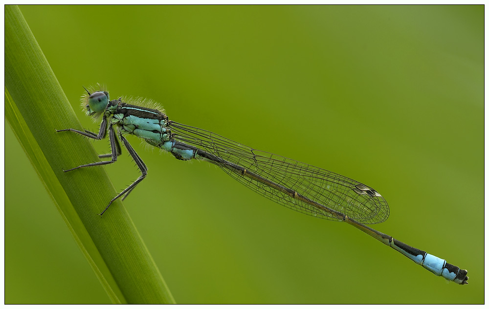 Ischnura elegans (ganz)