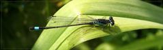 Ischnura elegans - Gemeine Pechlibelle