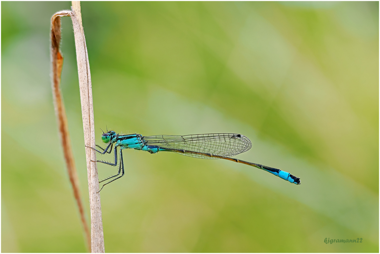  Ischnura elegans (Große Pechlibelle). ...