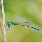  Ischnura elegans (Große Pechlibelle). ...