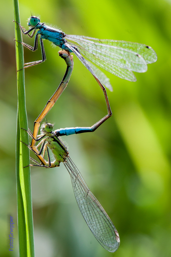 Ischnura elegans - große Pechlibelle