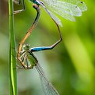 Ischnura elegans - große Pechlibelle