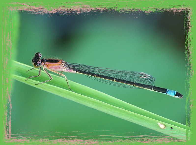 Ischnura elegans infuscans-obsoleta