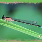 Ischnura elegans infuscans-obsoleta