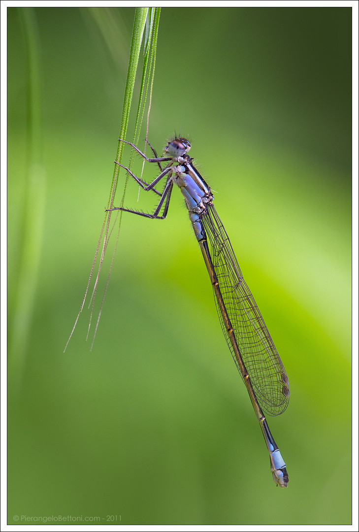 Ischnura elegans - male