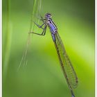 Ischnura elegans - male