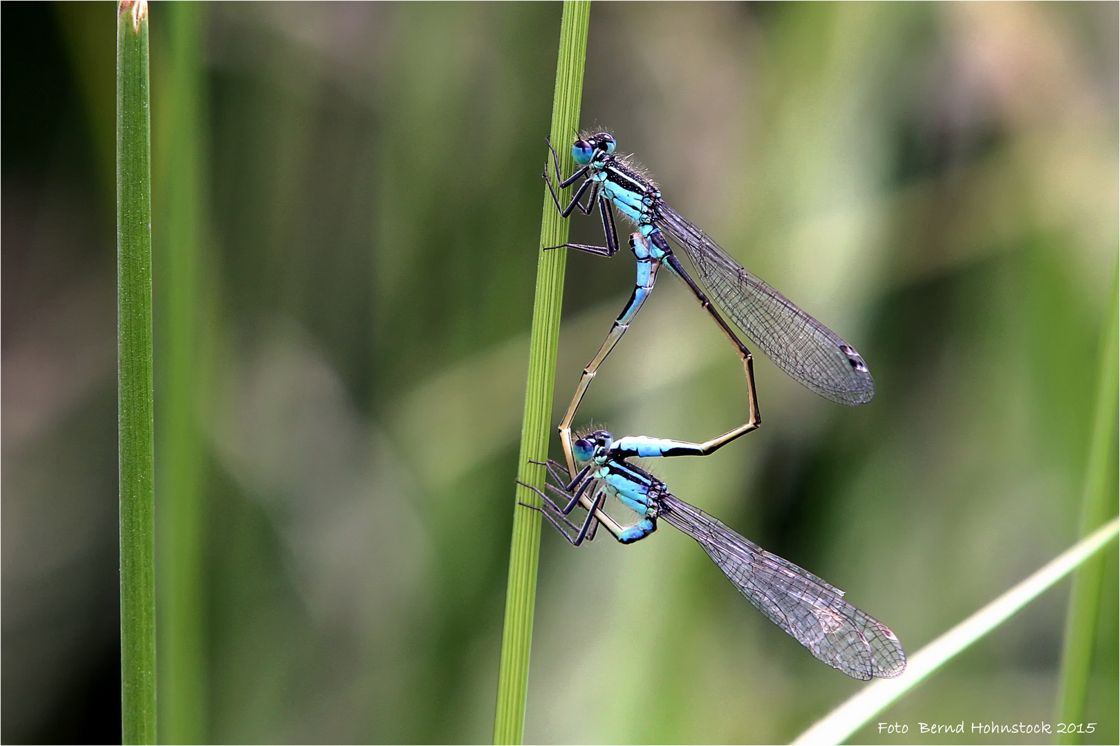 Ischnura elegans oder große Pechlibelle .....