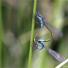 Ischnura elegans oder große Pechlibelle .....