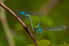 Ischnura elegans - ohne Pech