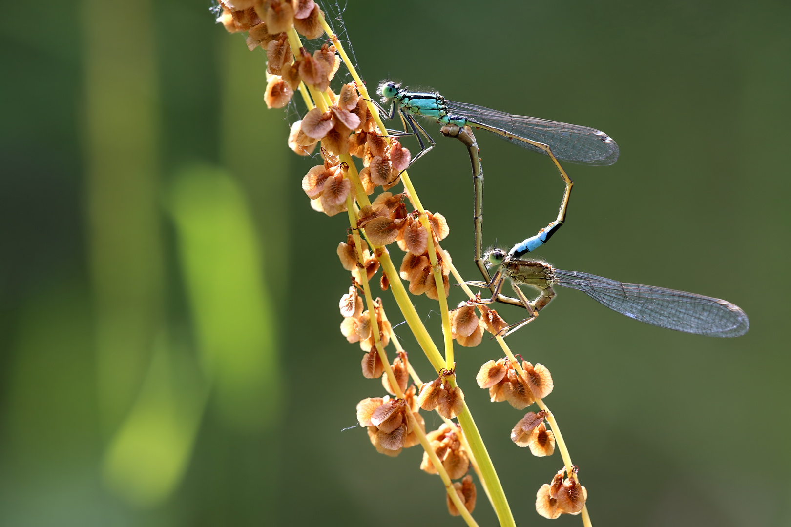 Ischnura elegans - Paarungsrad