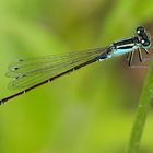 Ischnura elegans - sidielko vacsie