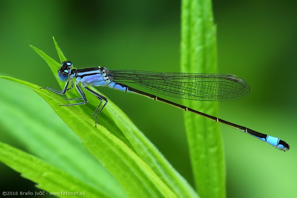 Ischnura elegans (sidielko vacsie)