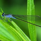 Ischnura elegans (sidielko vacsie)