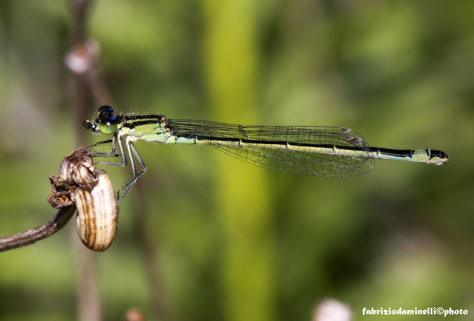 Ischnura elegans (Vander Linden 1820) female