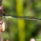 Ischnura elegans (Vander Linden 1820) female