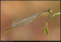 Ischnura graellsii - Monfrague