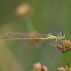 Ischnura pumilio (Männchen)