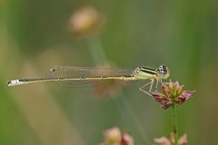 Ischnura pumilio (Männchen)