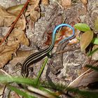 Ishigaki-Skink (Eumeces stimpsoni) im Wald von Ishigaki-jima