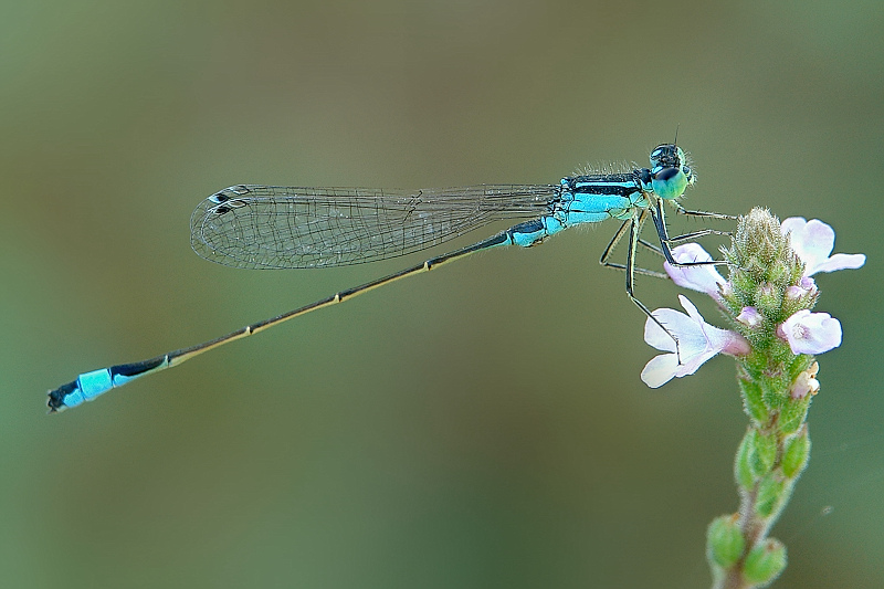 Ishnura elegans