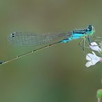 Ishnura elegans