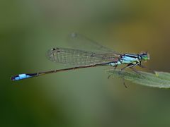 Ishnura elegans - Große Pechlibelle