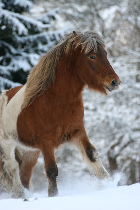 Isi im Schnee