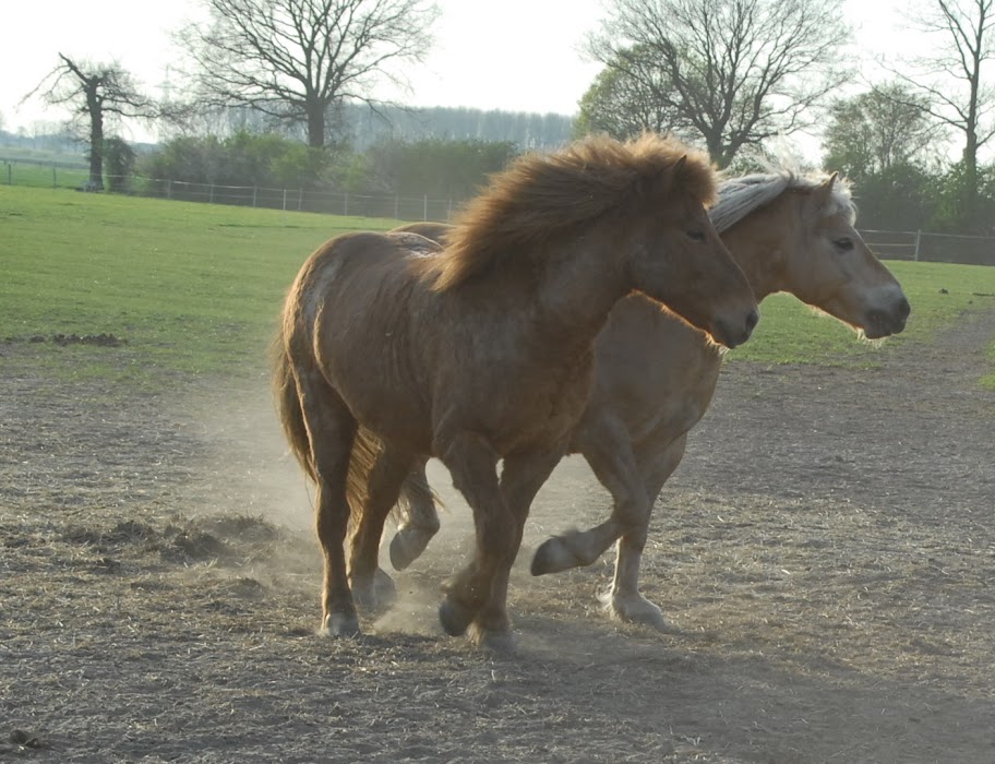 Isi und Haflinger im "Pas de deux"