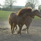 Isi und Haflinger im "Pas de deux"