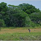 iSiMangaliso Wetland Park