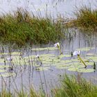 iSimangaliso Wetland Park_1