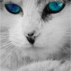 isis blue eyes