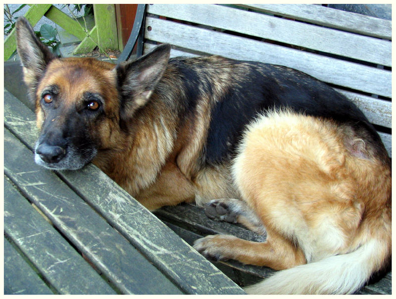 ISKA - der Hund vom Friedhofsgärtner