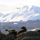 Isla de Los Lobos