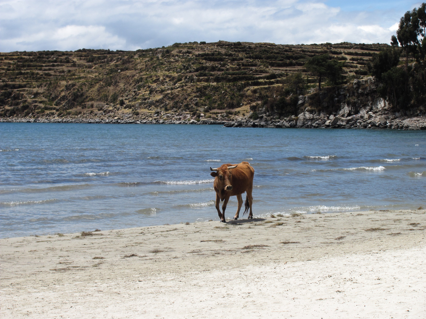 Isla del Sol- cow chilling on the beach