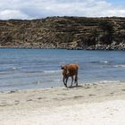 Isla del Sol- cow chilling on the beach