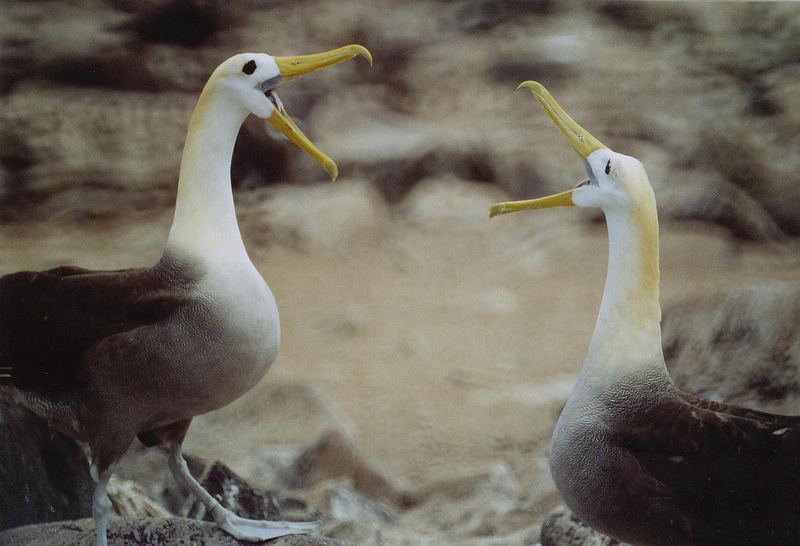 Isla Espanola - Galapagos Albatros