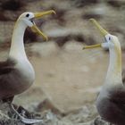Isla Espanola - Galapagos Albatros