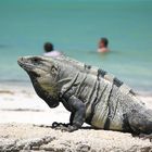 Isla Holbox- Yucatan Mexiko