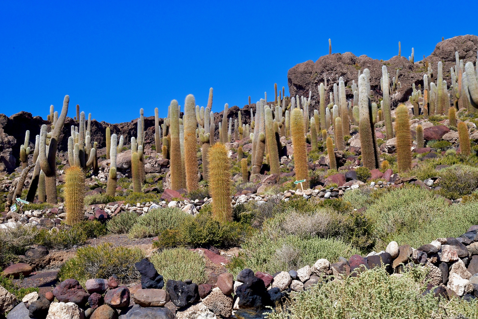 Isla Incahuasi (Bolivien)