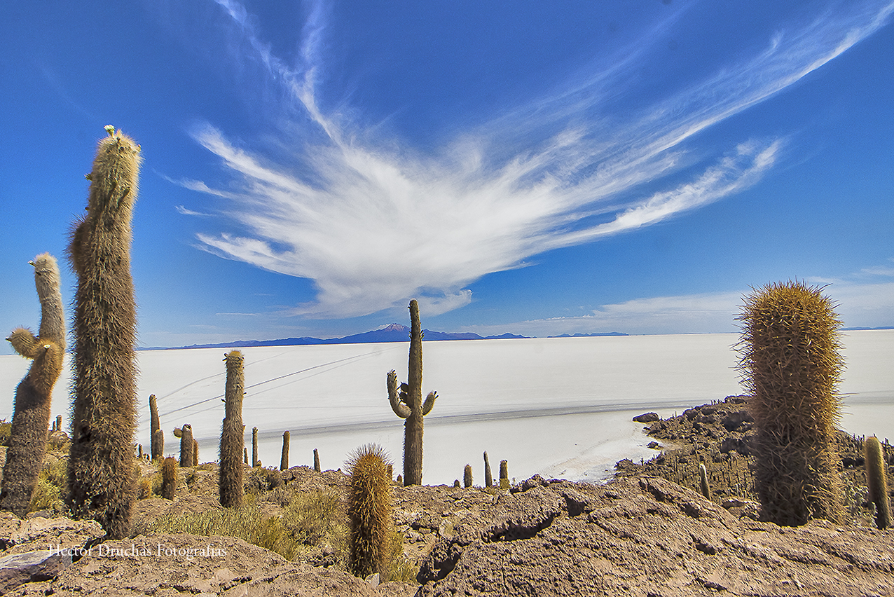 Isla Incahuasi , Salar de Uyuni