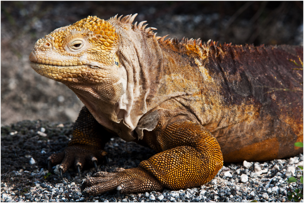 [ Isla Isabela Land Iguana ]