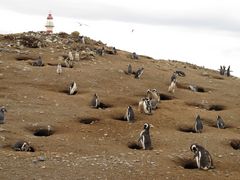 Isla Magdalena