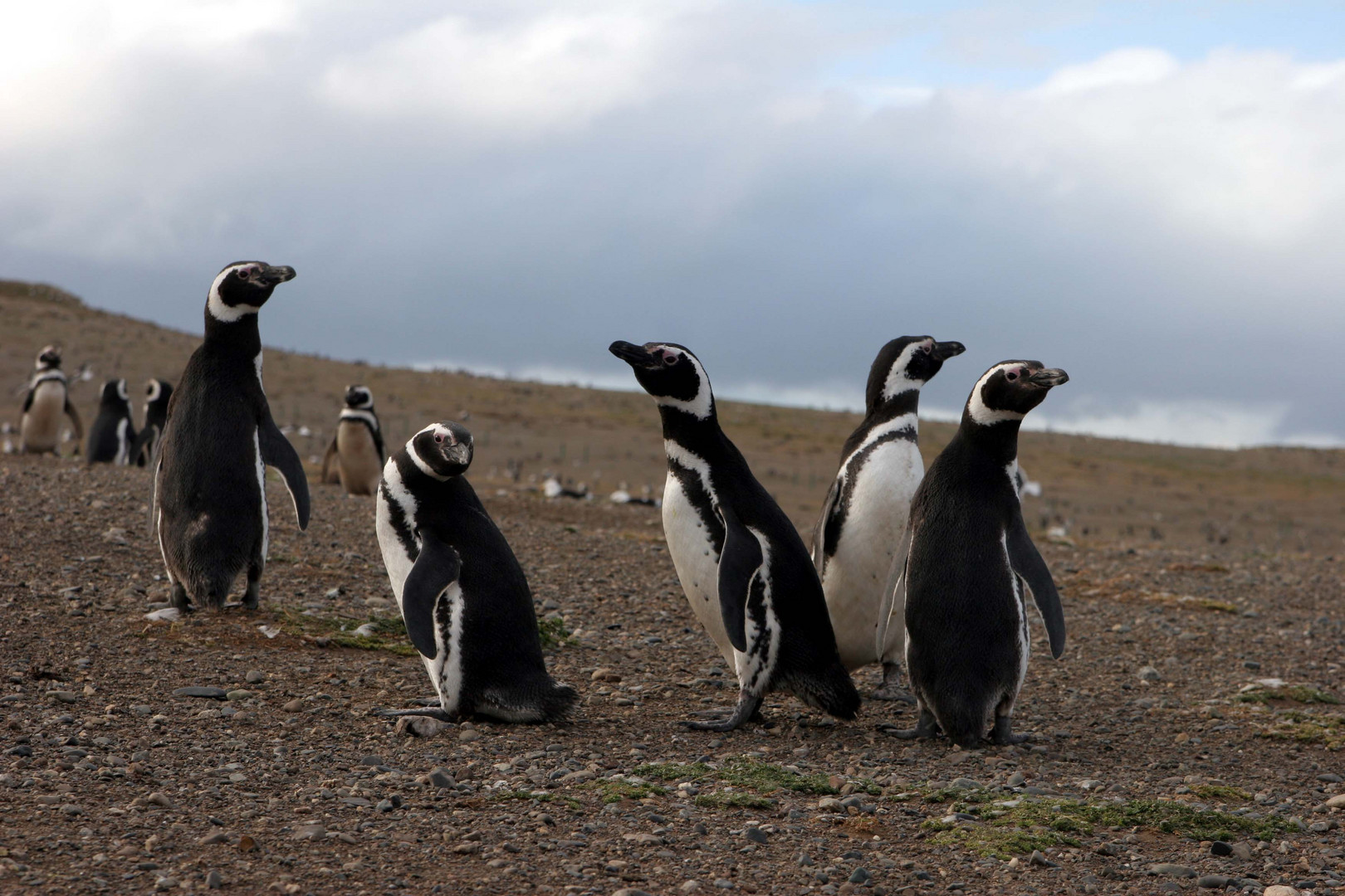 Isla Magdalena - Chile