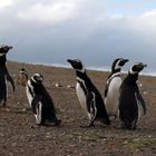 Isla Magdalena - Chile