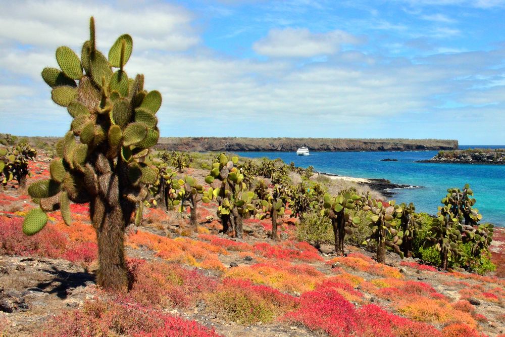Isla Plaza Sur - Galapagos
