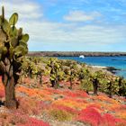 Isla Plaza Sur - Galapagos