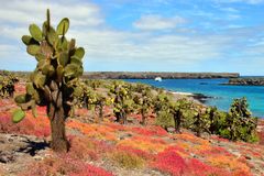 Isla Plaza Sur - Galapagos