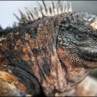 [ Isla Santiago Marine Iguana ]