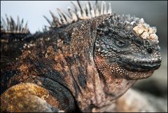 [ Isla Santiago Marine Iguana ]